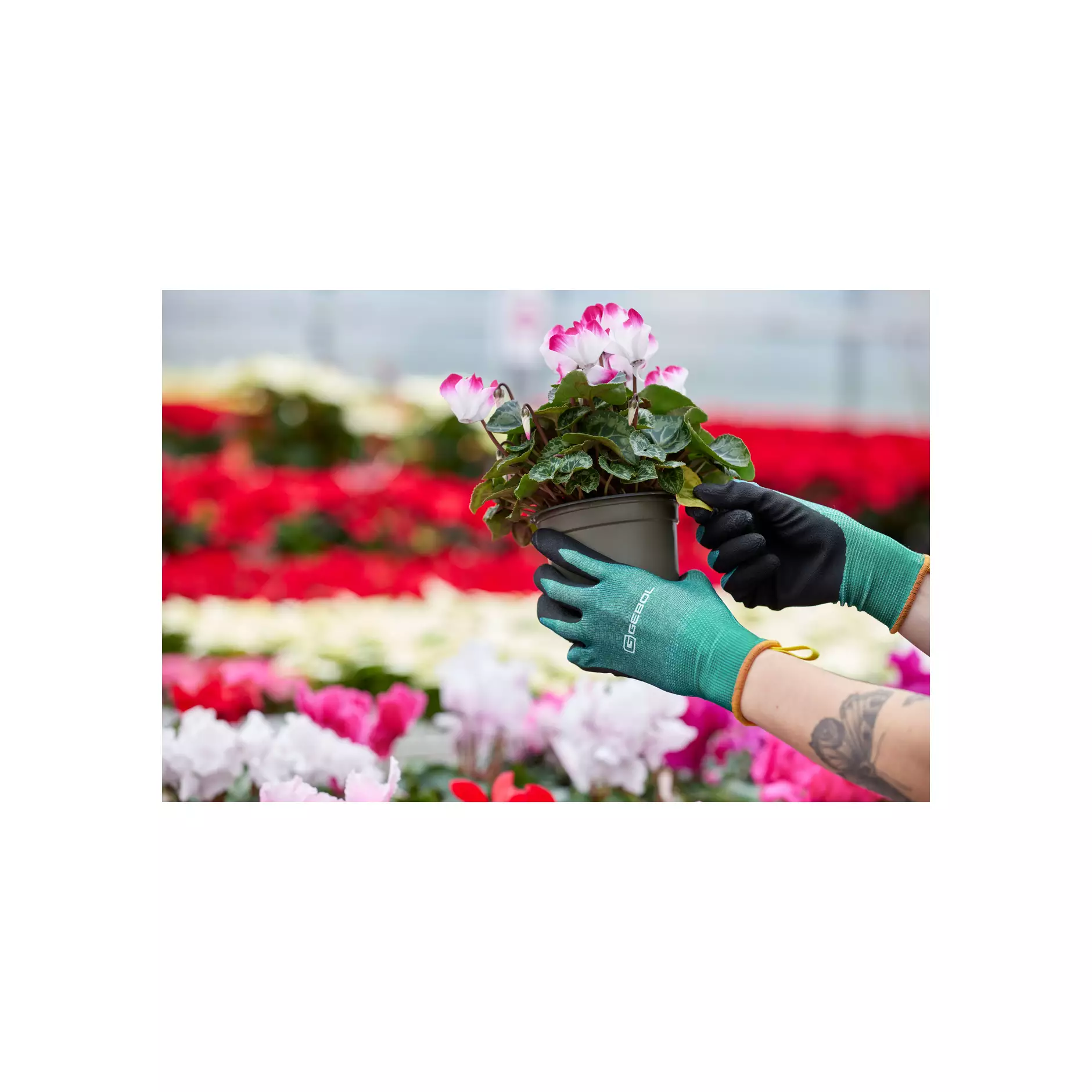 780003_08-11 Salvia (2)@0,75x
